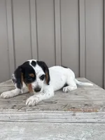 Max, a male Beagle and Poodle - Toy  for sale in Shipshewana, IN – 3 of 6