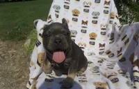 Aidan, a male French Bulldog for sale in Shipshewana, IN – 3 of 6