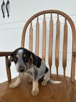 Jody, a female Australian Cattle Dog and Beagle for sale in Shipshewana, IN – 3 of 6