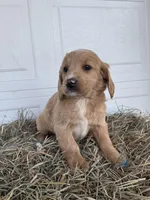 Chloe, a female Goldendoodle and Poodle - Standard  for sale in Shipshewana, IN – Photo 4 of 5