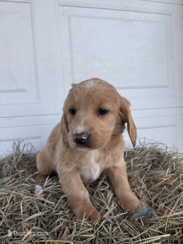 Chloe – Goldendoodle, Poodle - Standard  puppy for sale in Shipshewana, IN