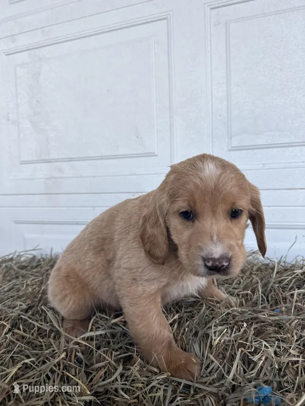 Chloe – Goldendoodle, Poodle - Standard  puppy for sale in Shipshewana, IN