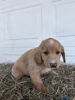 Chloe, a female Goldendoodle and Poodle - Standard  for sale in Shipshewana, IN – Photo 1 of 5