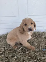 Chloe, a female Goldendoodle and Poodle - Standard  for sale in Shipshewana, IN – Photo 5 of 5
