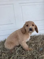 Chloe, a female Goldendoodle and Poodle - Standard  for sale in Shipshewana, IN – Photo 3 of 5