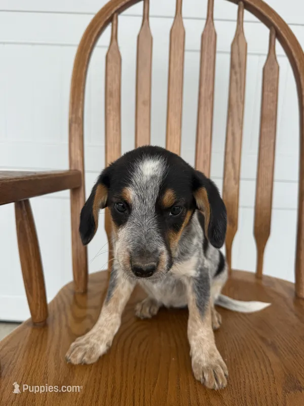 Jody – Australian Cattle Dog, Beagle puppy for sale in Shipshewana, IN