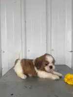 Shania, a female Shih Tzu for sale in Shipshewana, IN – 5 of 5