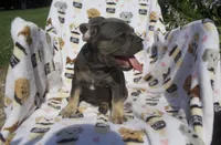 Aidan, a male French Bulldog for sale in Shipshewana, IN – 6 of 6