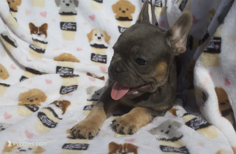Zach – French Bulldog puppy for sale in Shipshewana, IN