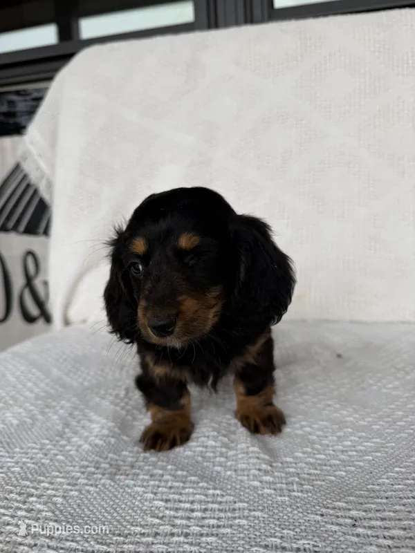 Noah – Dachshund puppy for sale in Shipshewana, IN