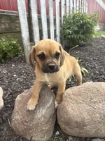 Skylar, a male Puggle for sale in Shipshewana, IN – 4 of 6