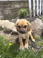 Skylar, a male Puggle for sale in Shipshewana, IN – 2 of 6