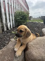 Skylar, a male Puggle for sale in Shipshewana, IN – 6 of 6