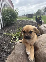 Skylar, a male Puggle for sale in Shipshewana, IN – 3 of 6
