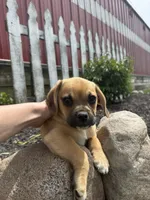 Skylar, a male Puggle for sale in Shipshewana, IN – 5 of 6