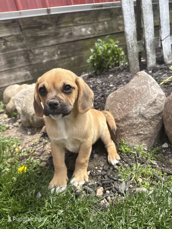 Skylar – Puggle puppy for sale in Shipshewana, IN