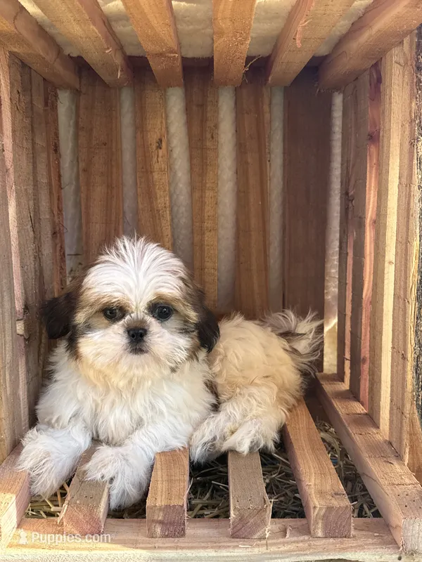 Skie – Shih Tzu puppy for sale in Shipshewana, IN