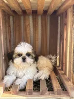 Skie, a female Shih Tzu for sale in Shipshewana, IN – 1 of 5