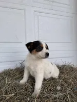 Jayla, a female Border Collie for sale in Shipshewana, IN – Photo 5 of 5