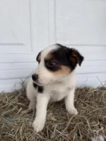 Jayla, a female Border Collie for sale in Shipshewana, IN – Photo 3 of 5
