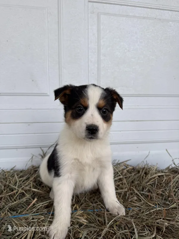 Jayla – Australian Cattle Dog, Border Collie puppy for sale in Shipshewana, IN