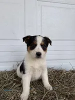 Jayla, a female Border Collie for sale in Shipshewana, IN – Photo 4 of 5