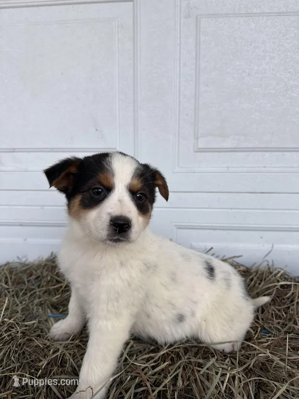 Jayla – Border Collie puppy for sale in Shipshewana, IN