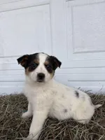 Jayla, a female Border Collie for sale in Shipshewana, IN – Photo 2 of 5