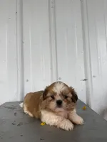 Saber, a male Shih Tzu for sale in Shipshewana, IN – 5 of 7