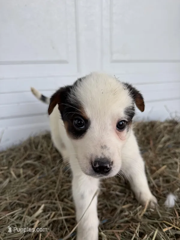 Zoey – Australian Shepherd, Blue Lacy puppy for sale in Shipshewana, IN