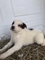 Zoey, a female Australian Shepherd and Blue Lacy for sale in Shipshewana, IN – Photo 2 of 4