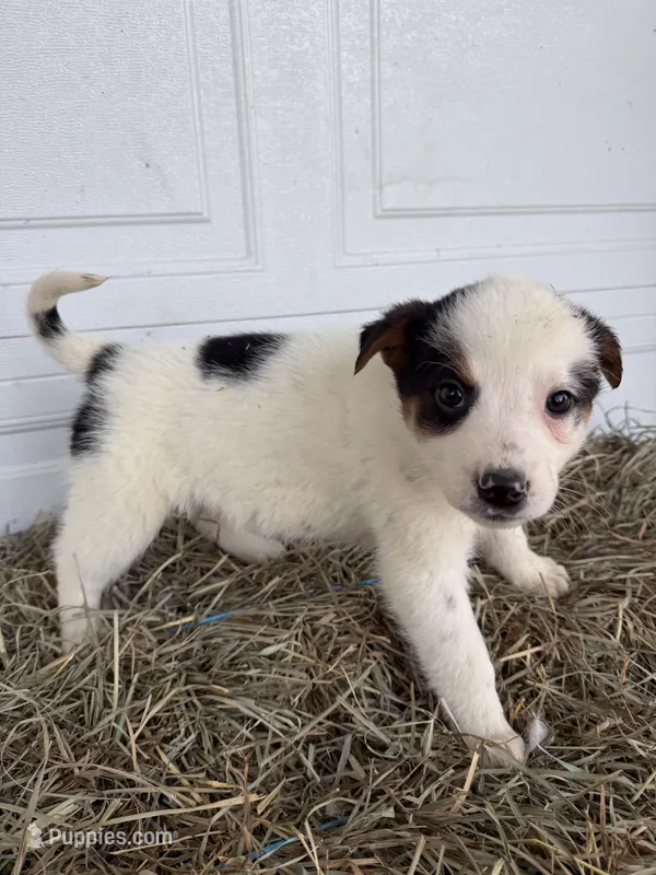 Zoey – Australian Cattle Dog, Border Collie puppy for sale in Shipshewana, IN