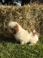 Maverick, a male Shih Tzu for sale in Shipshewana, IN – 4 of 6