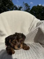Sammy, a male Yorkshire Terrier for sale in Shipshewana, IN – 4 of 5