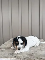 Max, a male Beagle and Poodle - Toy  for sale in Shipshewana, IN – 4 of 6