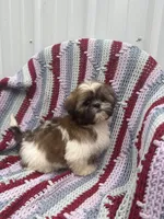Gracie , a female Shih Tzu for sale in Shipshewana, IN – 5 of 6
