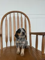 Layla, a female Australian Cattle Dog and Beagle for sale in Shipshewana, IN – 4 of 5