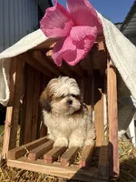 Jalen, a male Shih Tzu for sale in Shipshewana, IN – 2 of 5