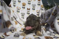 Zach, a male French Bulldog for sale in Shipshewana, IN – 3 of 6