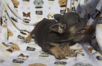 Simba, a male French Bulldog for sale in Shipshewana, IN – 3 of 6