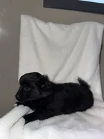 Jasper, a male American Eskimo and Australian Shepherd for sale in Shipshewana, IN – Photo 3 of 4