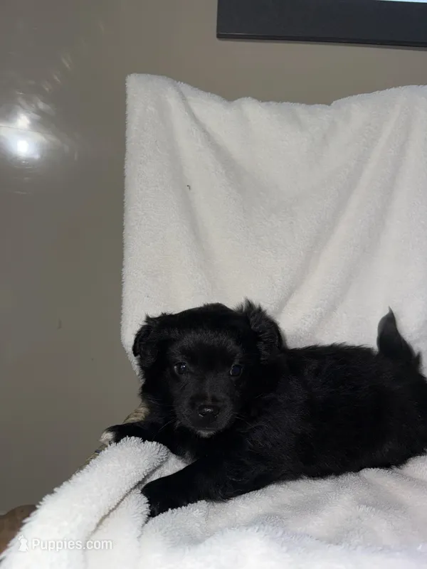 Jasper – American Eskimo, Australian Shepherd puppy for sale in Shipshewana, IN