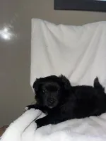 Jasper, a male American Eskimo and Australian Shepherd for sale in Shipshewana, IN – Photo 2 of 4