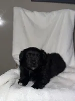 Jasper, a male American Eskimo and Australian Shepherd for sale in Shipshewana, IN – Photo 1 of 4