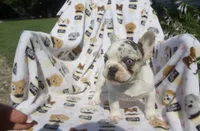 Lola, a female French Bulldog for sale in Shipshewana, IN – 4 of 4