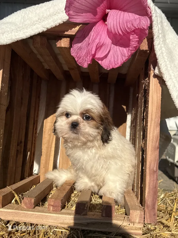 Maverick – Shih Tzu puppy for sale in Shipshewana, IN
