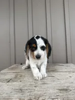 Max, a male Beagle and Poodle - Toy  for sale in Shipshewana, IN – 2 of 6