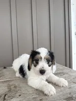 Chester, a male Beagle and Poodle - Toy  for sale in Shipshewana, IN – 3 of 6