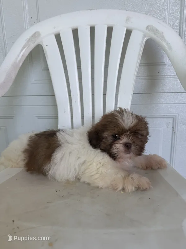 Haven  – Shih Tzu puppy for sale in Shipshewana, IN