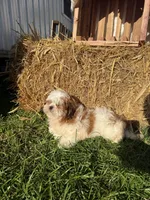 Jalen, a male Shih Tzu for sale in Shipshewana, IN – 5 of 5